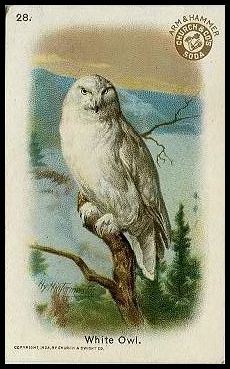 28 White Owl
